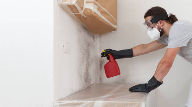 Professional Black Mold Removal technician working in Highland Park, MI