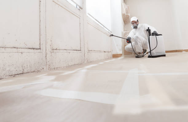 24/7 Emergency Black Mold Removal experts in Highland Park, MI