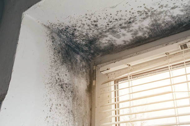 Trusted Crawl Space Mold Removal service in Highland Park, MI - Cheap Mold Removal
